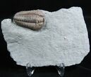 Sweet Ohio Flexicalymene Trilobite #2295-1